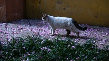 DSC05237_
