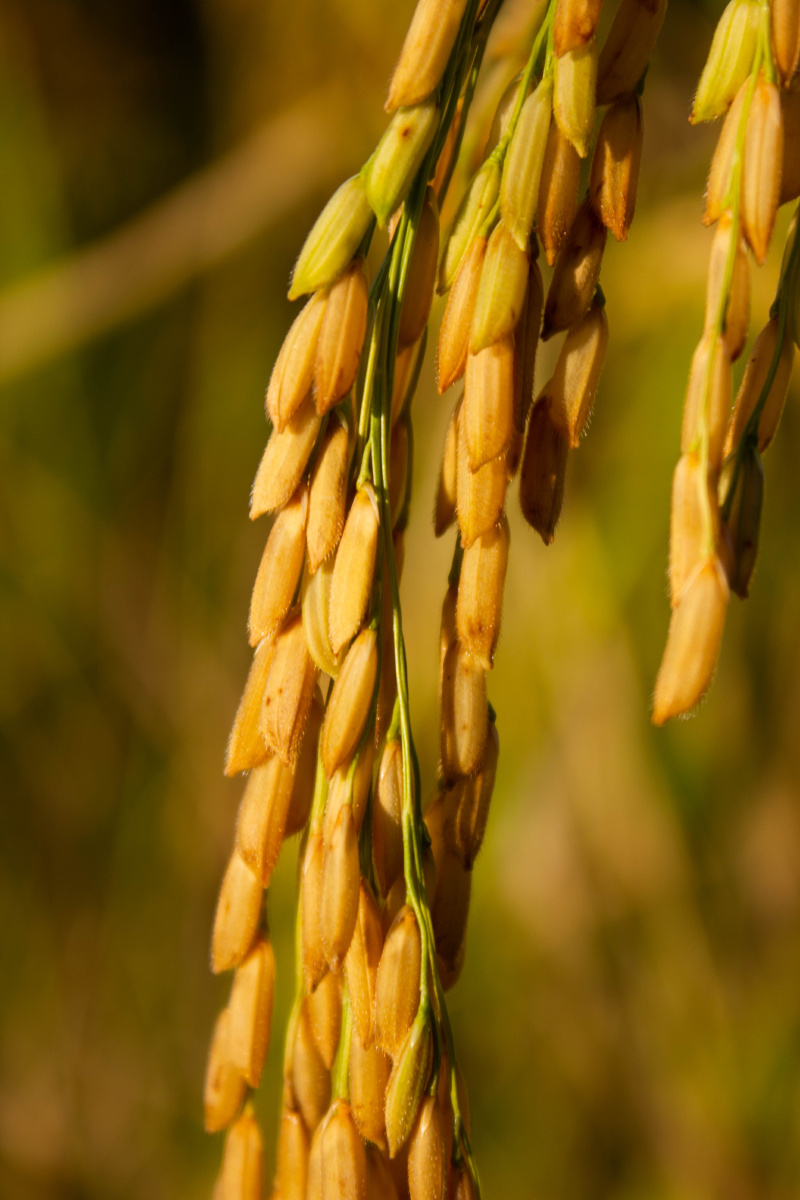 秋收广东各地稻谷已熟