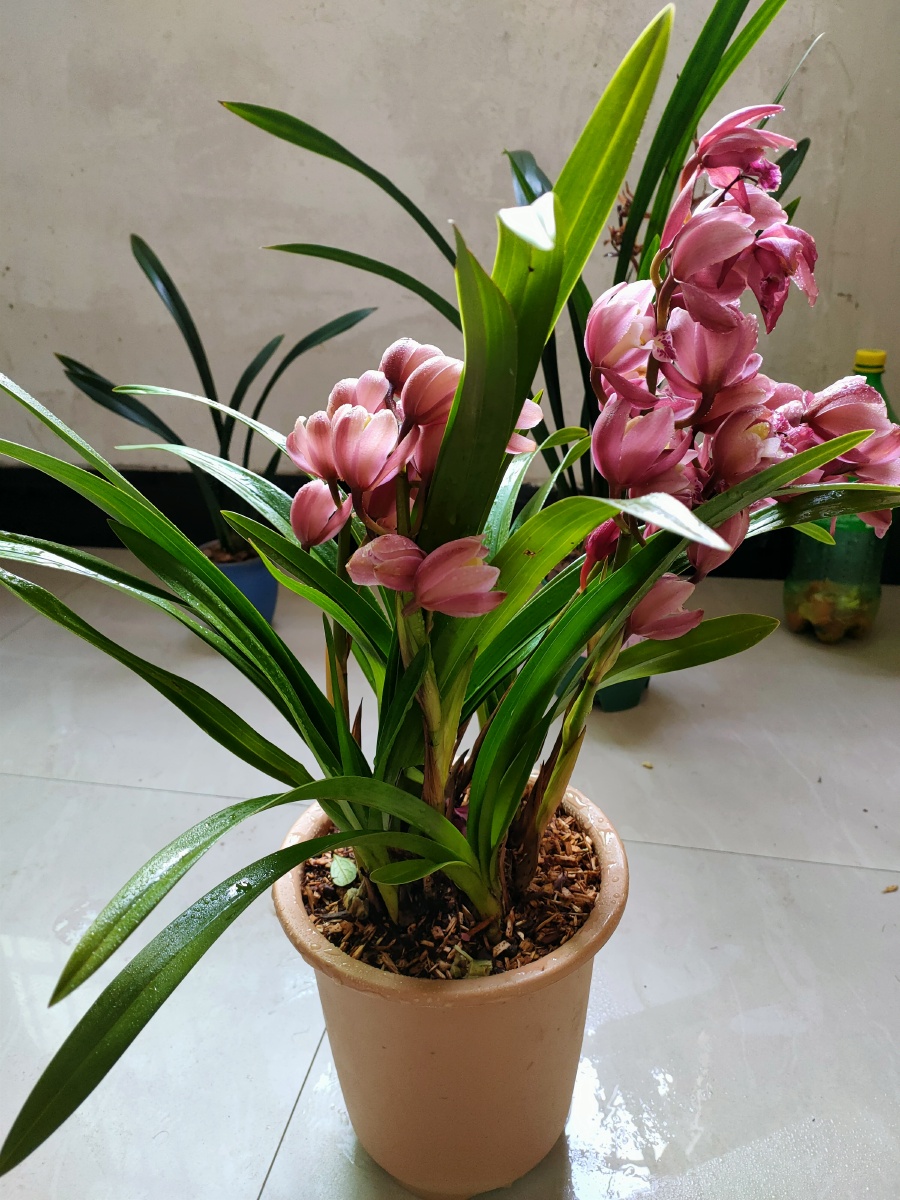 跟大家分享一盆实拍的名,贵兰花大花蕙.