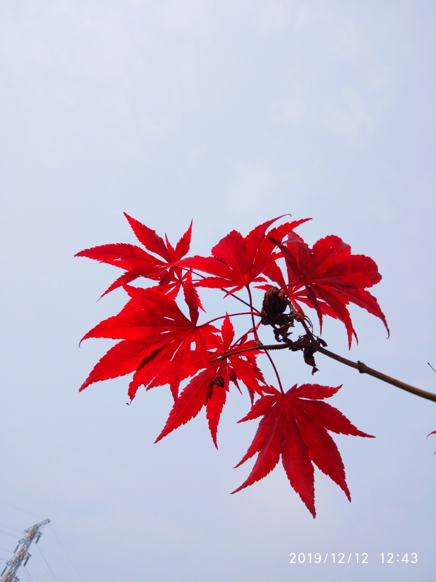 枫叶红于二月花