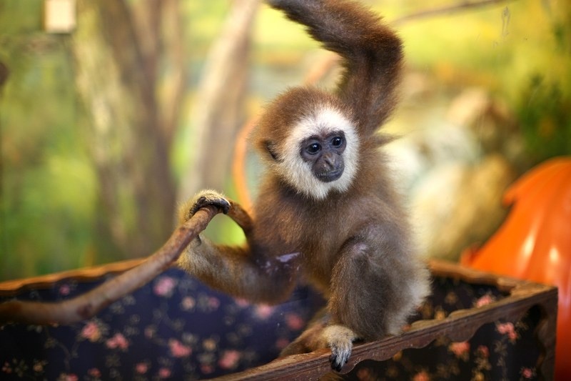 猴子有自己的婴儿床 br /> 在爱宝乐园