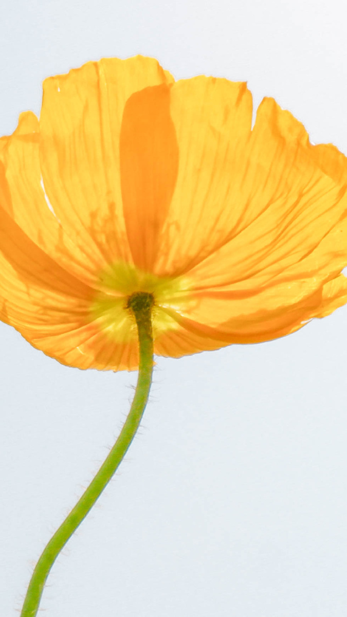 一枝花虞美人壁纸