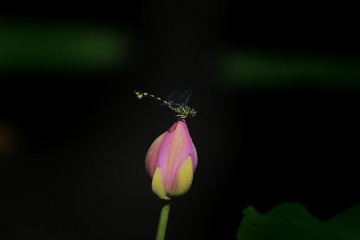 75CE89D0-F02C-43E7-86DB-284DFEE9FEB0/L0/001