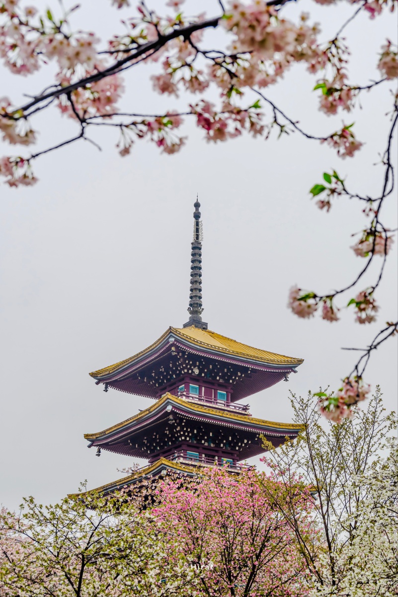 东湖樱花园五重塔