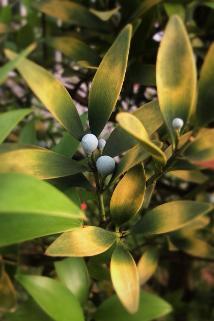 竹柏,这叶子的渐变色也太美了