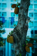 DSCF8171