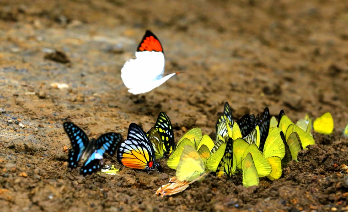 广西马山的水锦顺庄景区的溪流旁雨后遇见一群美丽的蝴蝶