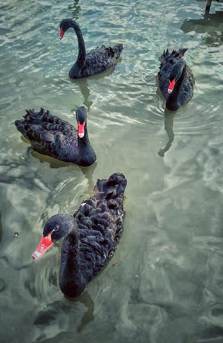 上海郊野公园里的黑天鹅