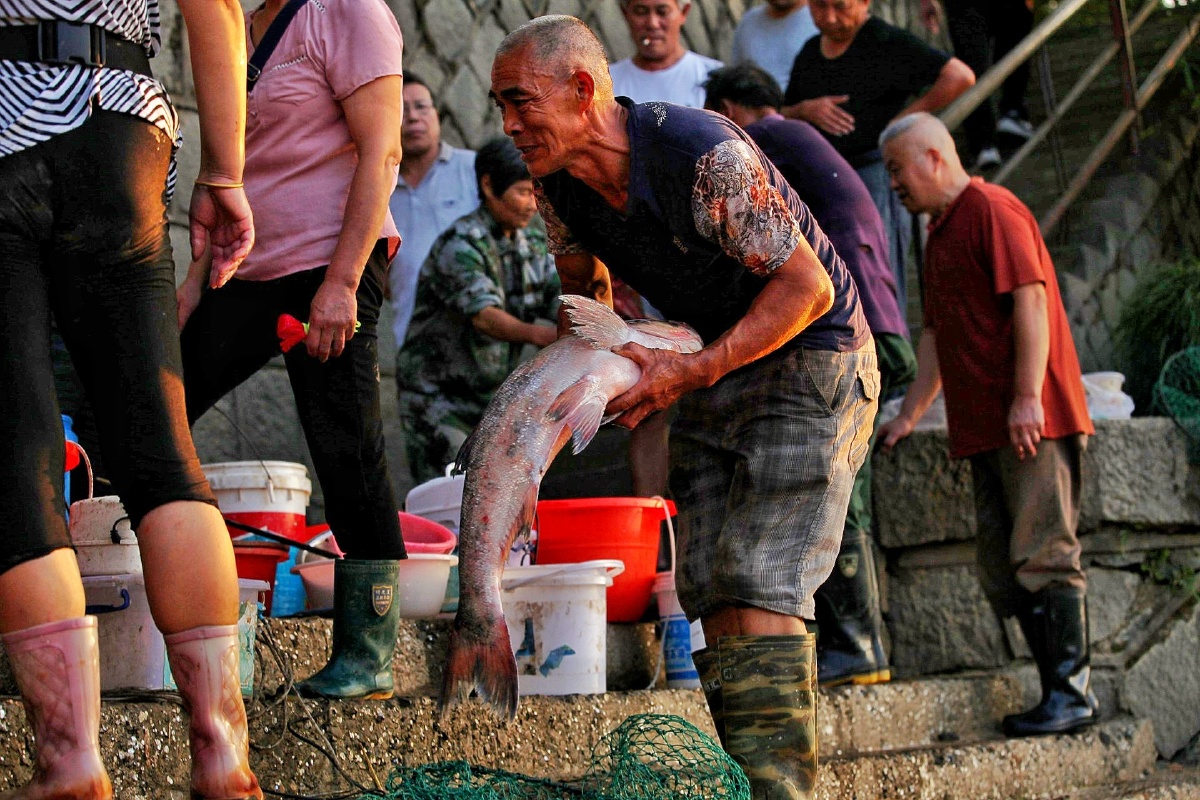 有刀鱼,白鲈鱼,鲫鱼和各种杂鱼拿来叫卖,一位老渔民憨笑着双手捧着刚