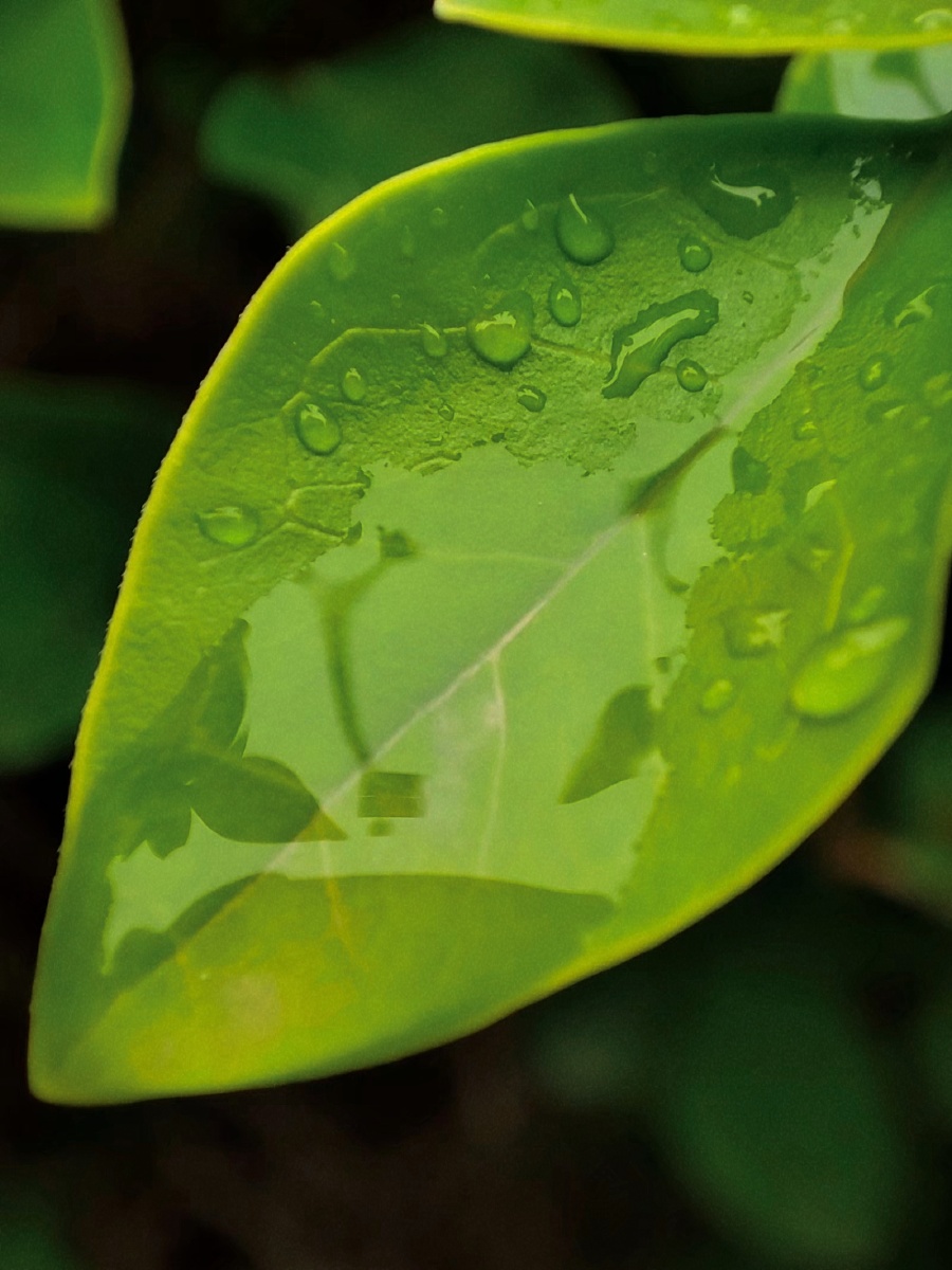 下雨后的叶子手机微距镜头拍摄