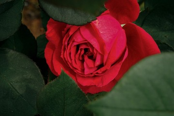 53530EC7-7D5D-4A09-B700-C122F3D5B1A2/L0/001