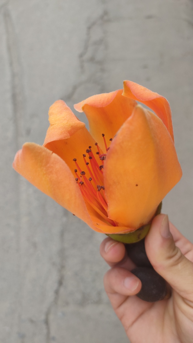 好大一朵木棉花