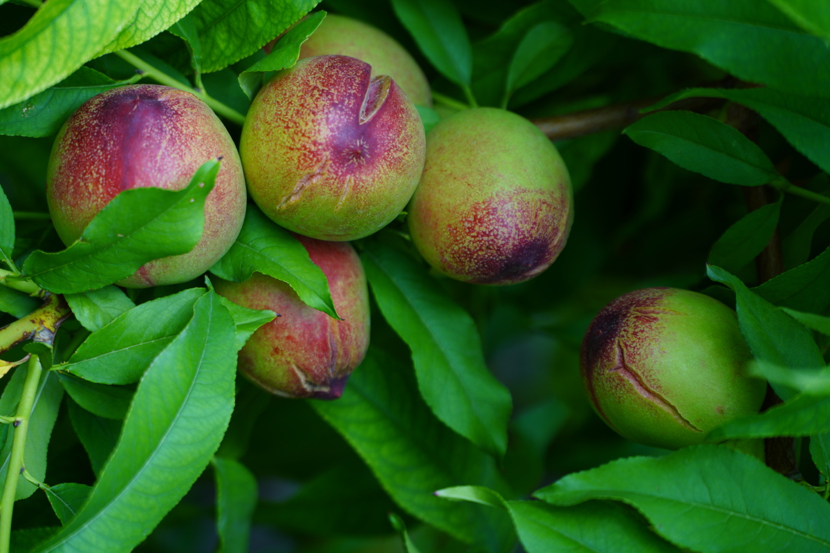 水果照片 - 创作者149050007671130 - 图虫