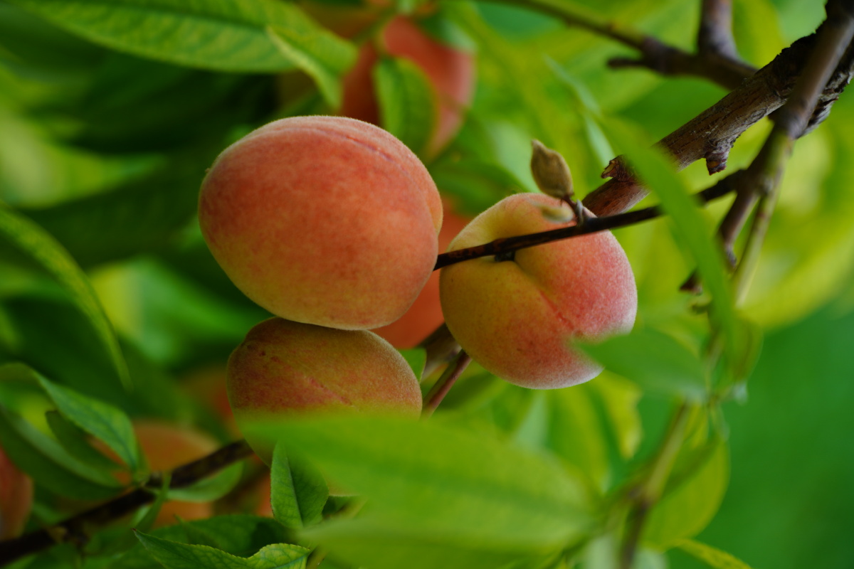 水果照片 - 创作者149050007671130 - 图虫