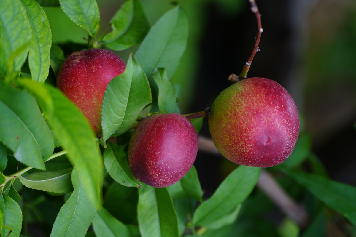 水果照片 - 创作者149050007671130 - 图虫