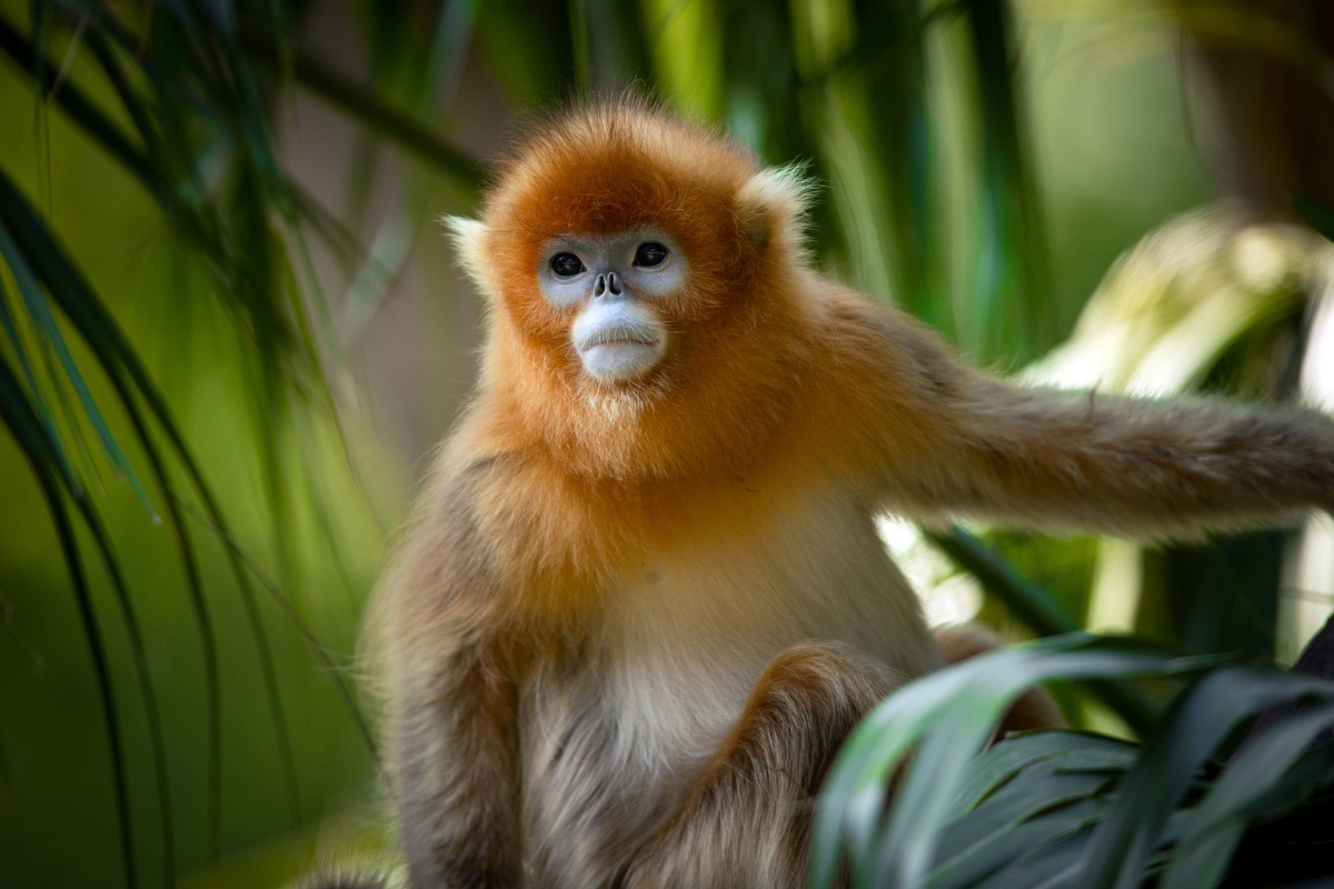 下任王者之蔑视川金丝猴学名rhinopithecusroxellanae英文名golden
