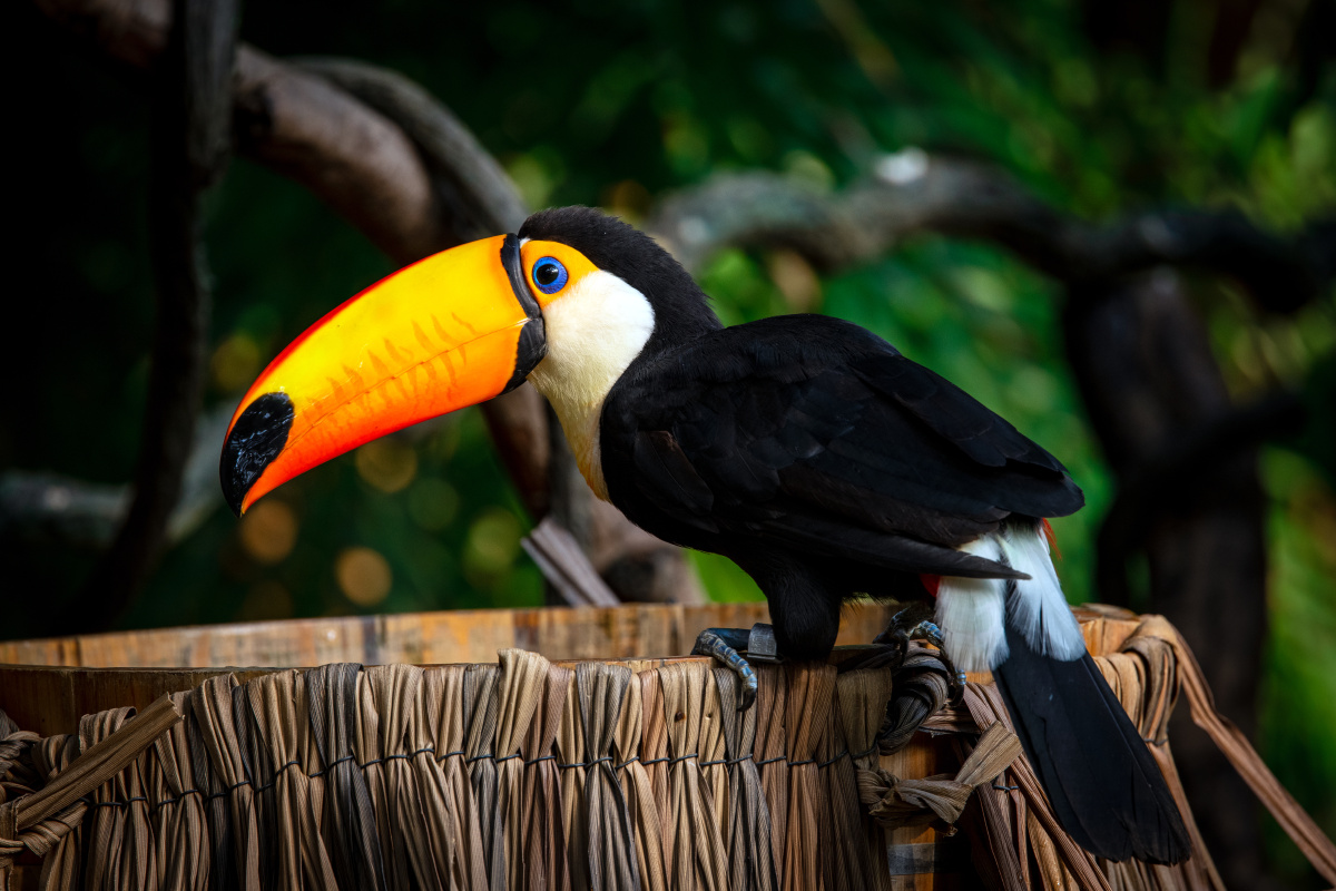 长隆托哥巨嘴鸟ramphastostoco