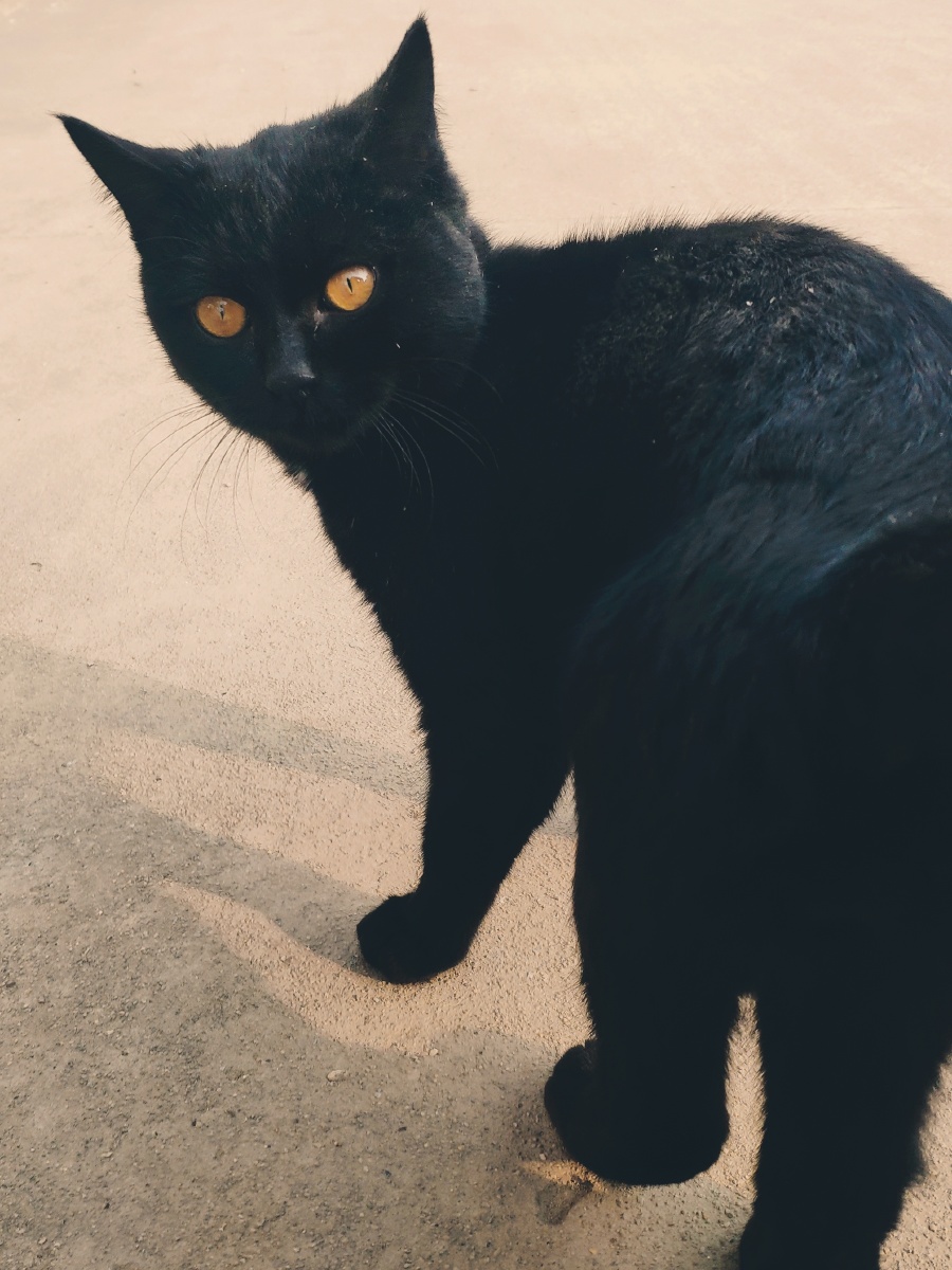 偶遇黑猫一身纯黑金色眼睛挺帅