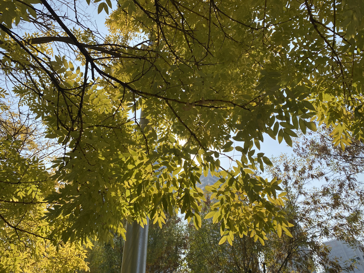 人烟寒橘柚秋色老梧桐