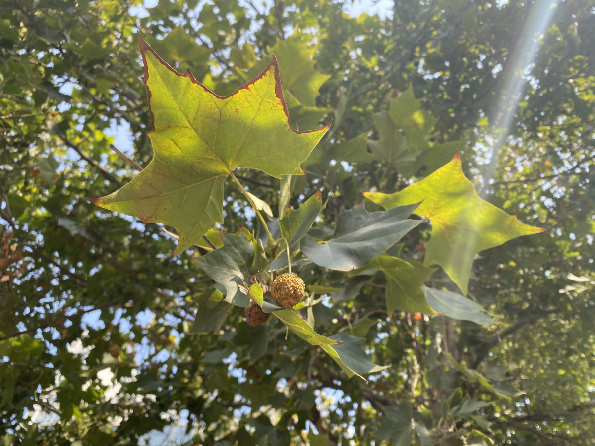 人烟寒橘柚秋色老梧桐