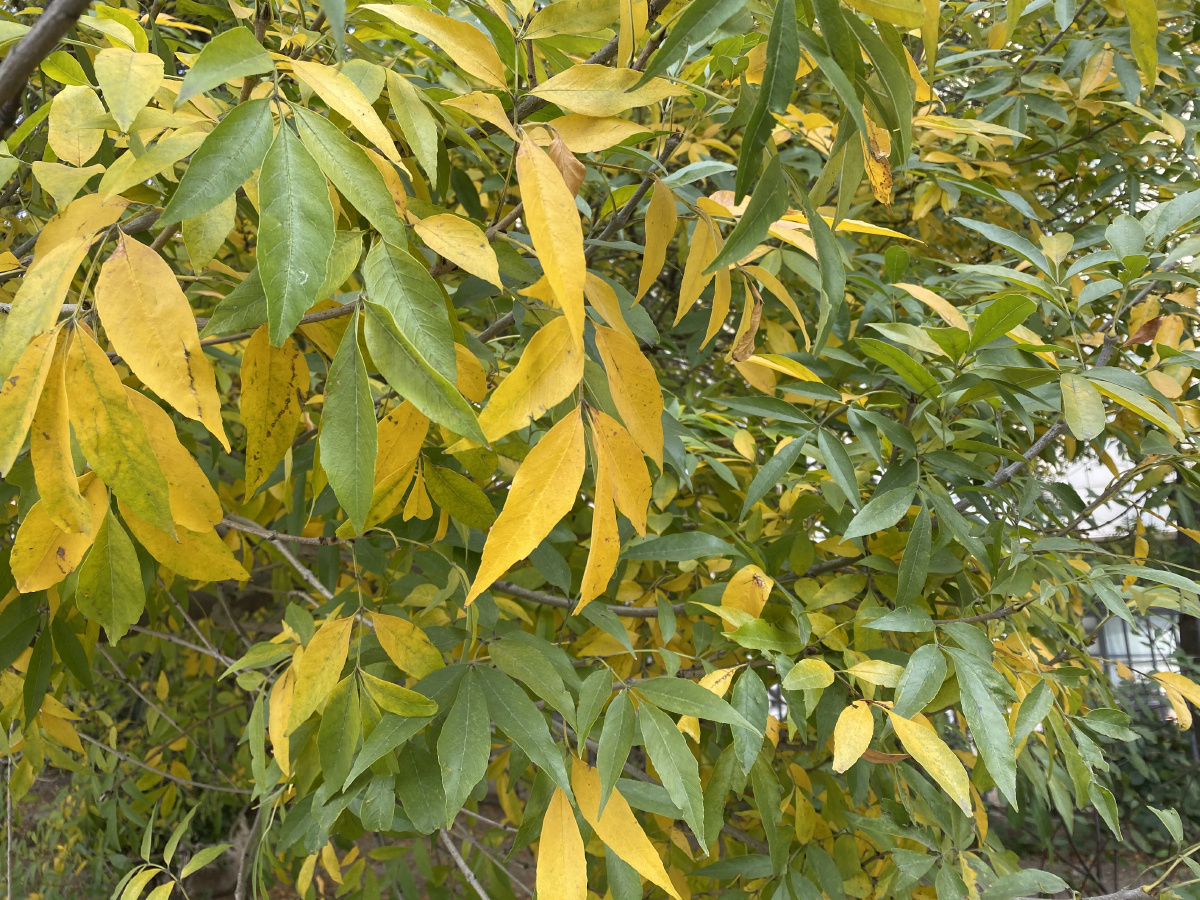 人烟寒橘柚秋色老梧桐