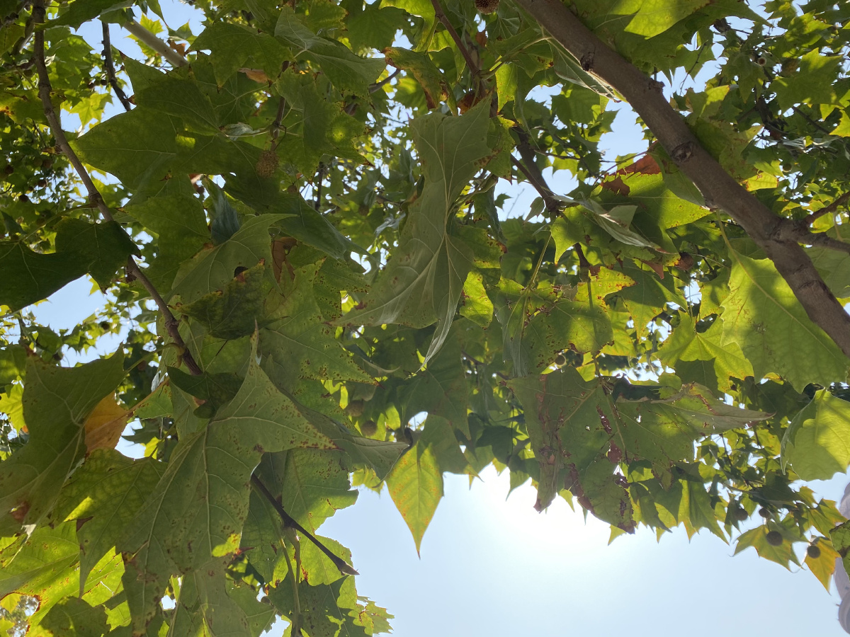 人烟寒橘柚秋色老梧桐