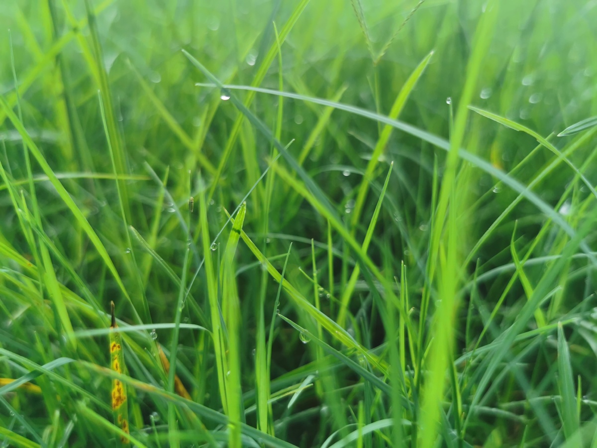 早晨在院子里拍的露珠挂在小草上