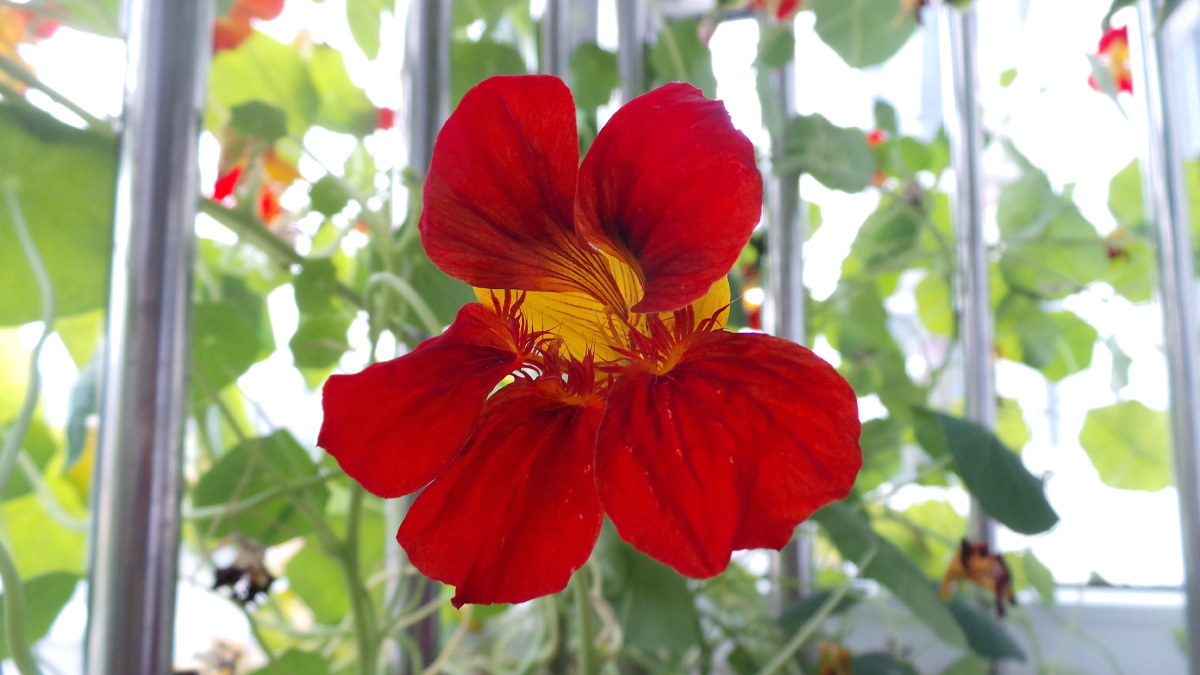 金丝荷叶 - 春风得意1 - 图虫