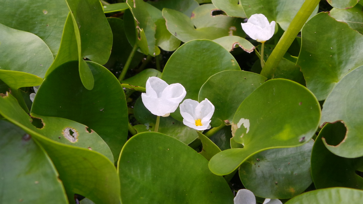水鳖- 春风得意1 - 图虫