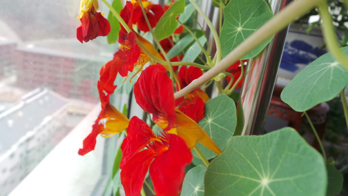 金丝荷叶 - 春风得意1 - 图虫