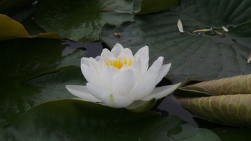 8CA922F3-313C-42F4-9EA6-9186EC823C33/L0/001