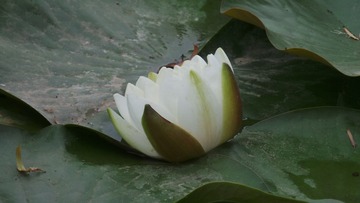 232FA0B8-7504-47C1-9C24-3C26DA364983/L0/001