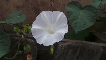 12DB1E5C-629E-4B61-82AD-F38BBAD86AC7/L0/001