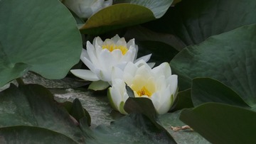C0E2E968-98EF-4B9C-ABBD-B98B9A26440F/L0/001