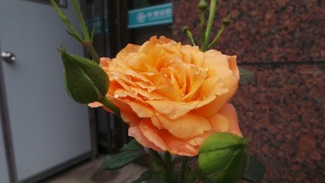 E84127D8-5792-4FD6-92FD-4725CE5A6E45/L0/001