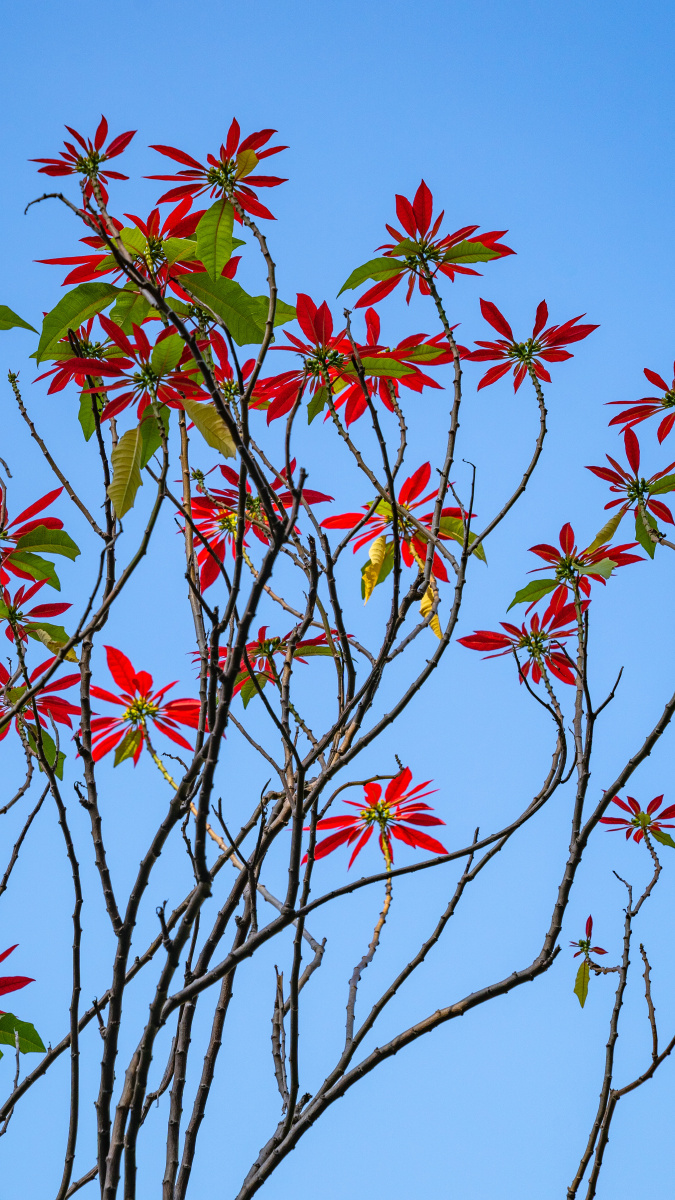 红顶- 山里人149 - 图虫