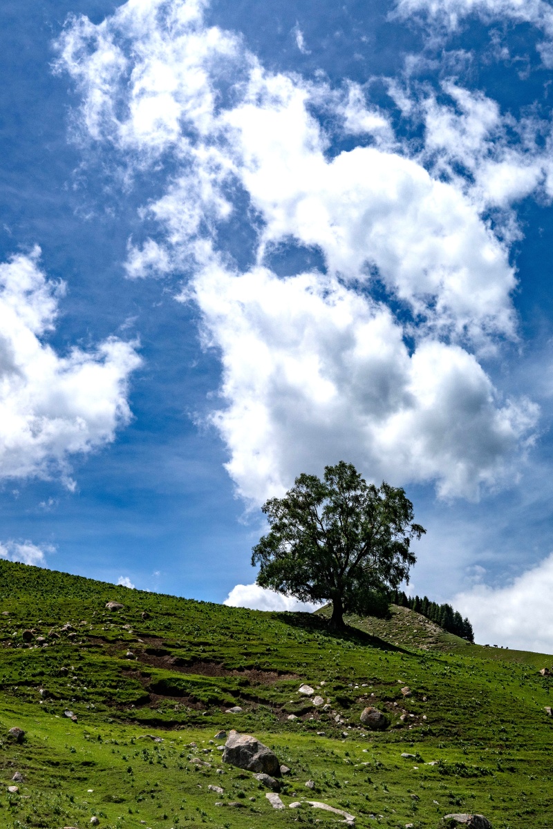 茫茫草原一棵树