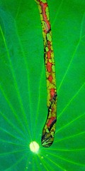 42009