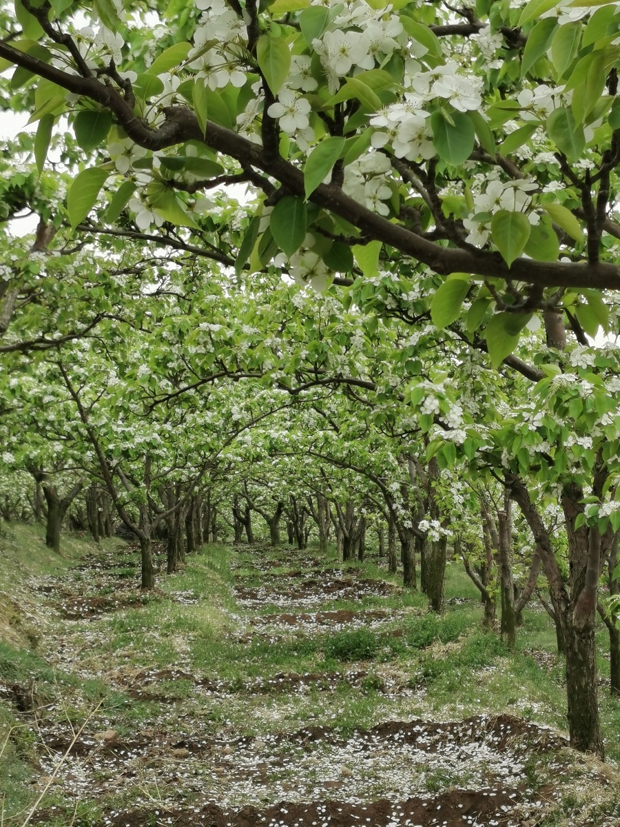 梨树园