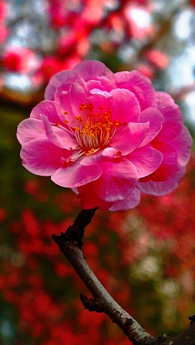 醉美梅花