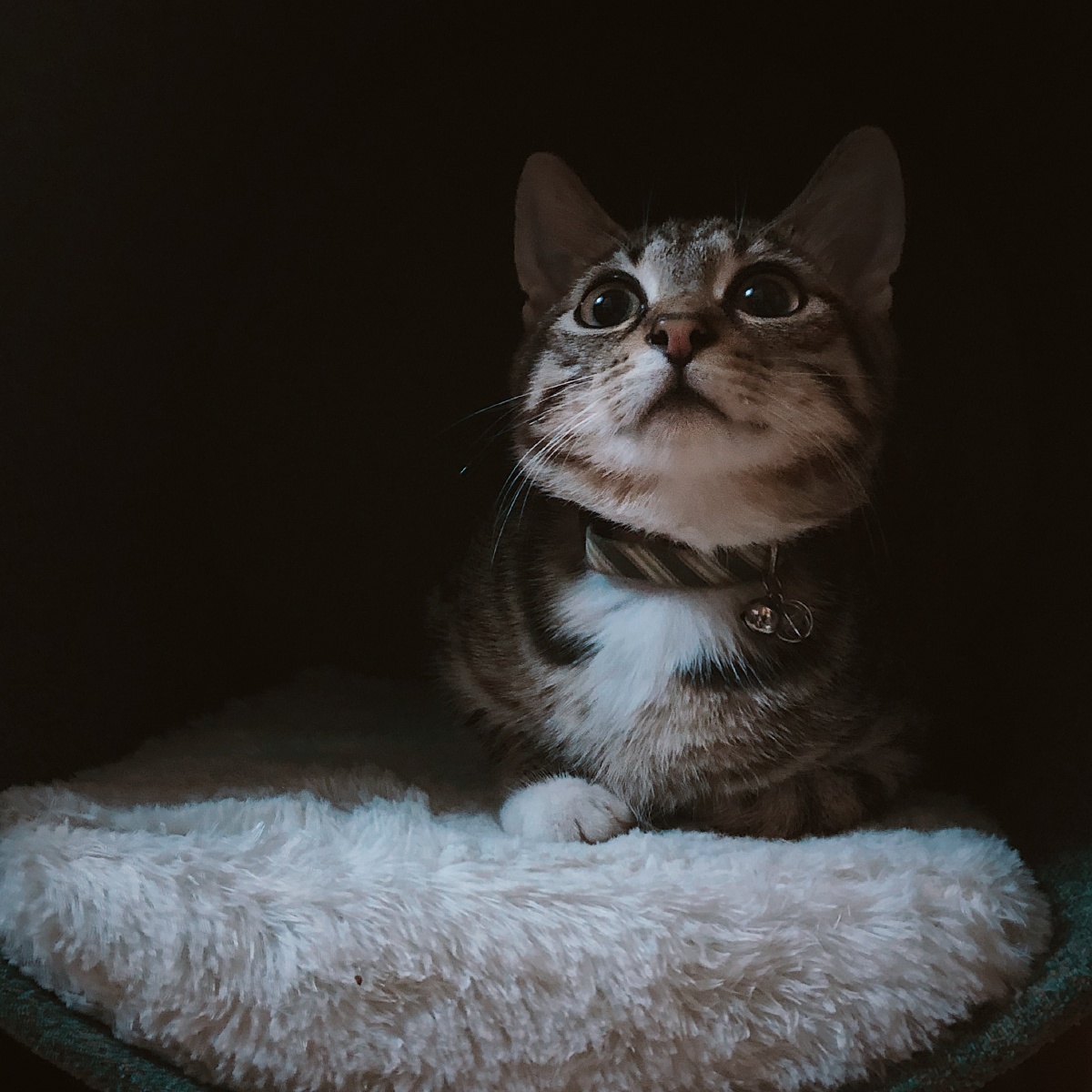 萌宠 世上有只猫喵叫虎妞 - gigi吖577 - 图虫