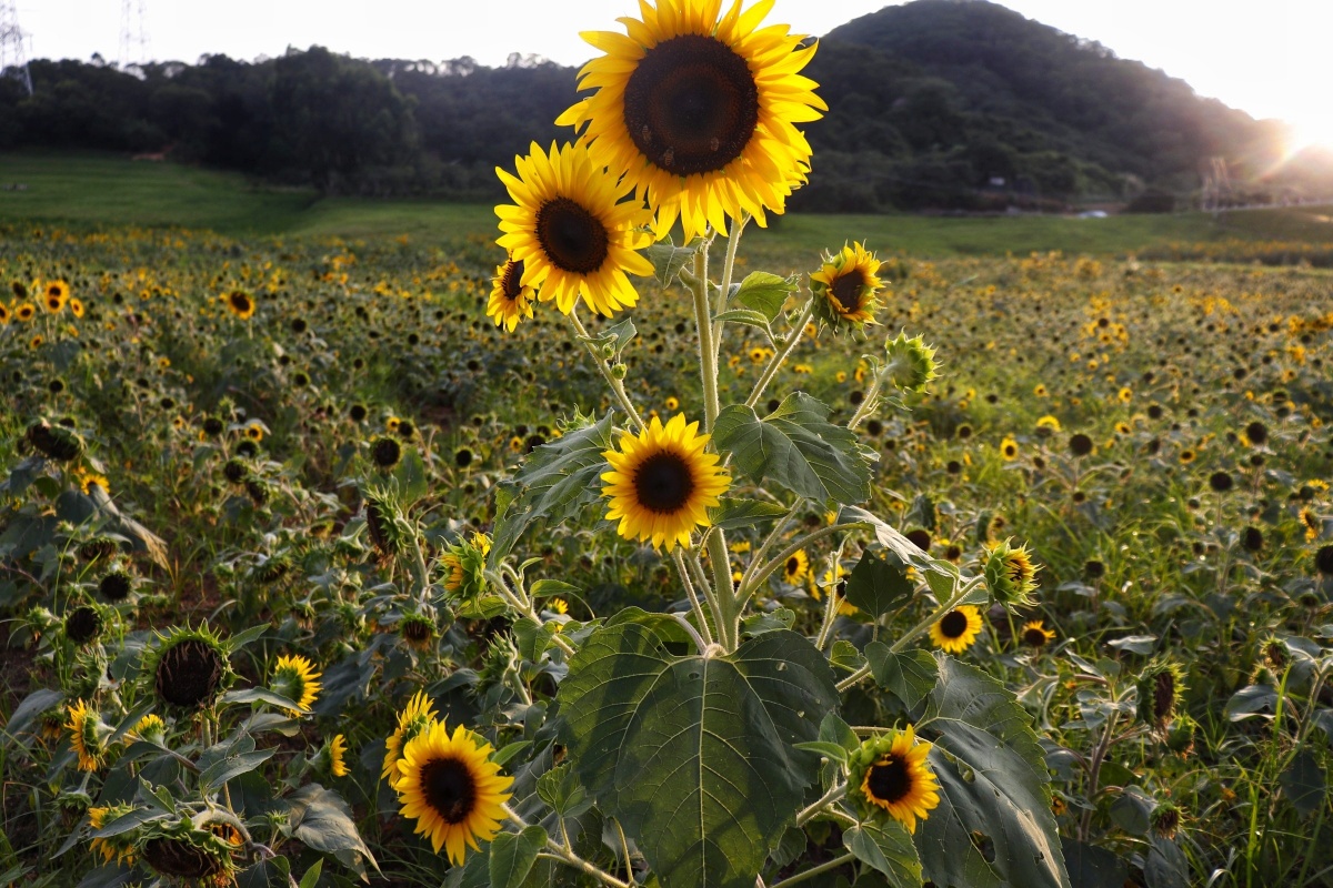 向日葵骄阳似火热烈绽放