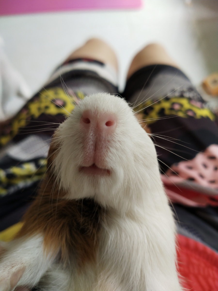 特好rua的荷兰猪小嘴嘴好可爱啊