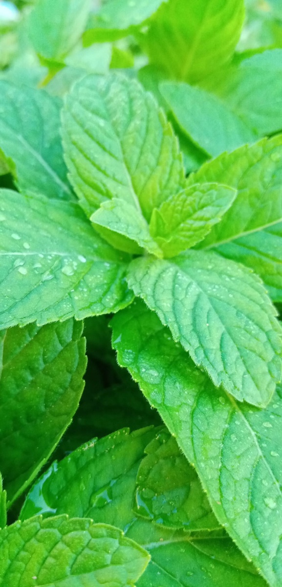 清新薄荷