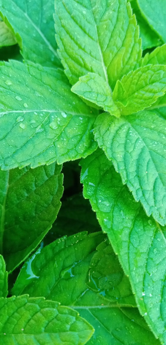 清新薄荷
