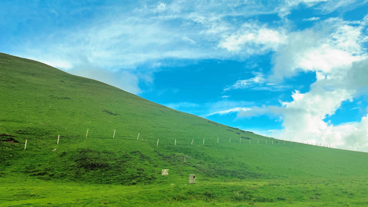 云南曲靖大海草山海拔3800高山夏伊始世已入秋黄