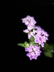 232D6B63-DCF2-4AB0-A3E1-74137483AA32/L0/001