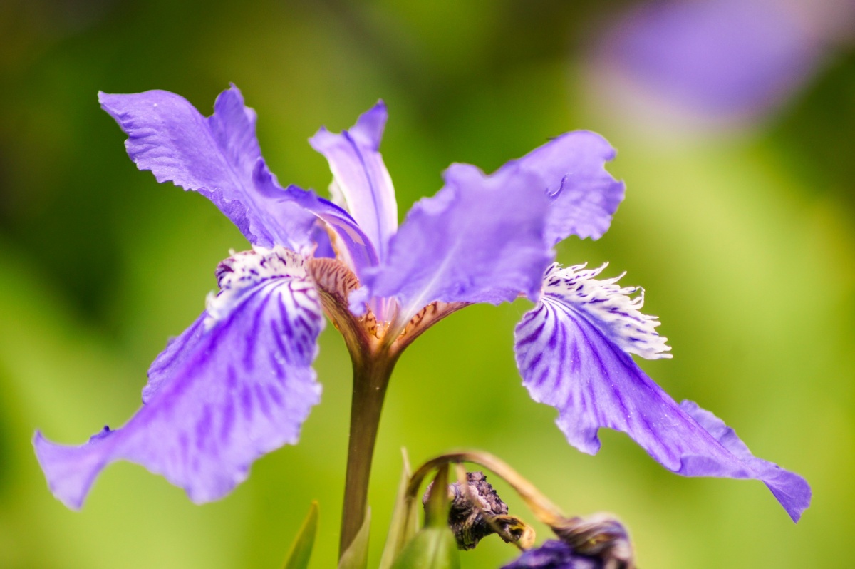 校园里的波斯鸢尾花