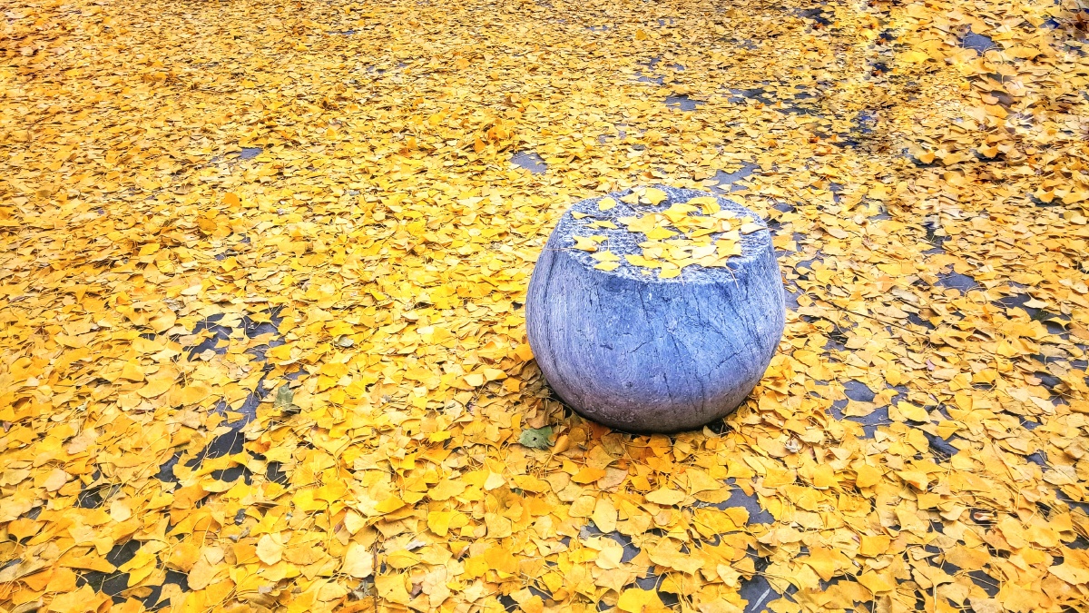 银杏叶落满地金