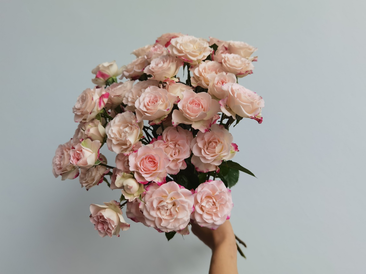 美美哒折射泡泡玫瑰